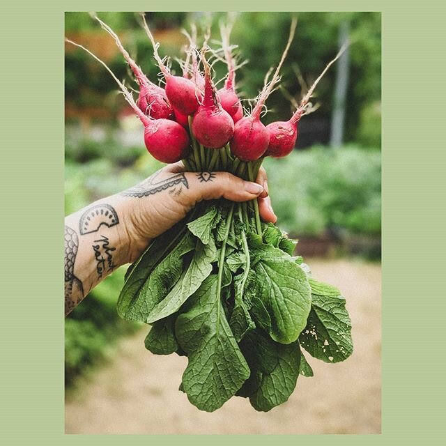 Les petites choses qui me font beaucoup de bien 🌱
Enfant et adolescente, j'ai passé mes étés en campagne dans un vieux chalet. Parmi les plus beaux souvenirs que j'en garde, il y a l'énorme jardin que mon parents entretenaient avec beaucoup d'amour et d'attention, depuis les semis commencés en mars jusqu'aux récoltes à l'automne. Avec le recul, j'aurais dû en profiter pour apprendre 1001 trucs, mais quand on est enfants, c'est souvent le genre de chose qui nous intéresse peu (sauf pour ce qui est de manger les récoltes hihi!) J'ai énormément de gratitude d'avoir la chance de me salir les mains dans la terre cet été, dans ce jardin partagé avec mes voisins. Le tout doublé des précieux conseils de mon papa. Et j'avoue avoir eu beaucoup de fierté en déterrant mes radis plus tôt aujourd'hui!
#legumesdesaison #frommygarden #gardening #urbangardening #apprentijardinier #mangerlocal #inseason #seasonalfood